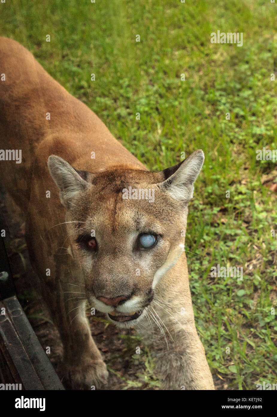Naples, Florida, USA – October 20, 2017: Florida panther Puma concolor  coryi blinded by a shotgun in 2014 and now resides at the Naples Zoo Stock  Photo - Alamy