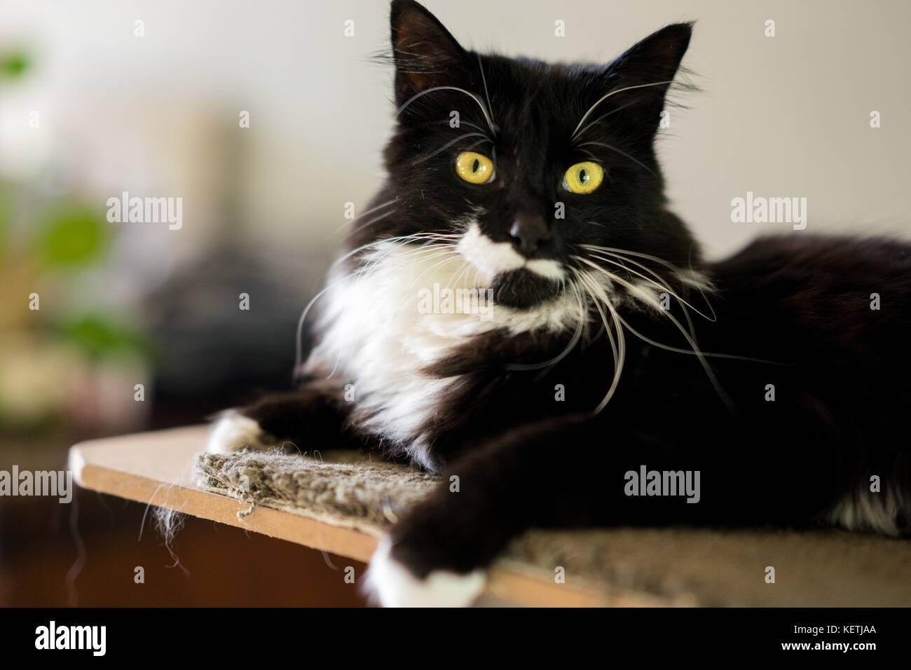 Manx Cats Hi res Stock Photography And Images Alamy
