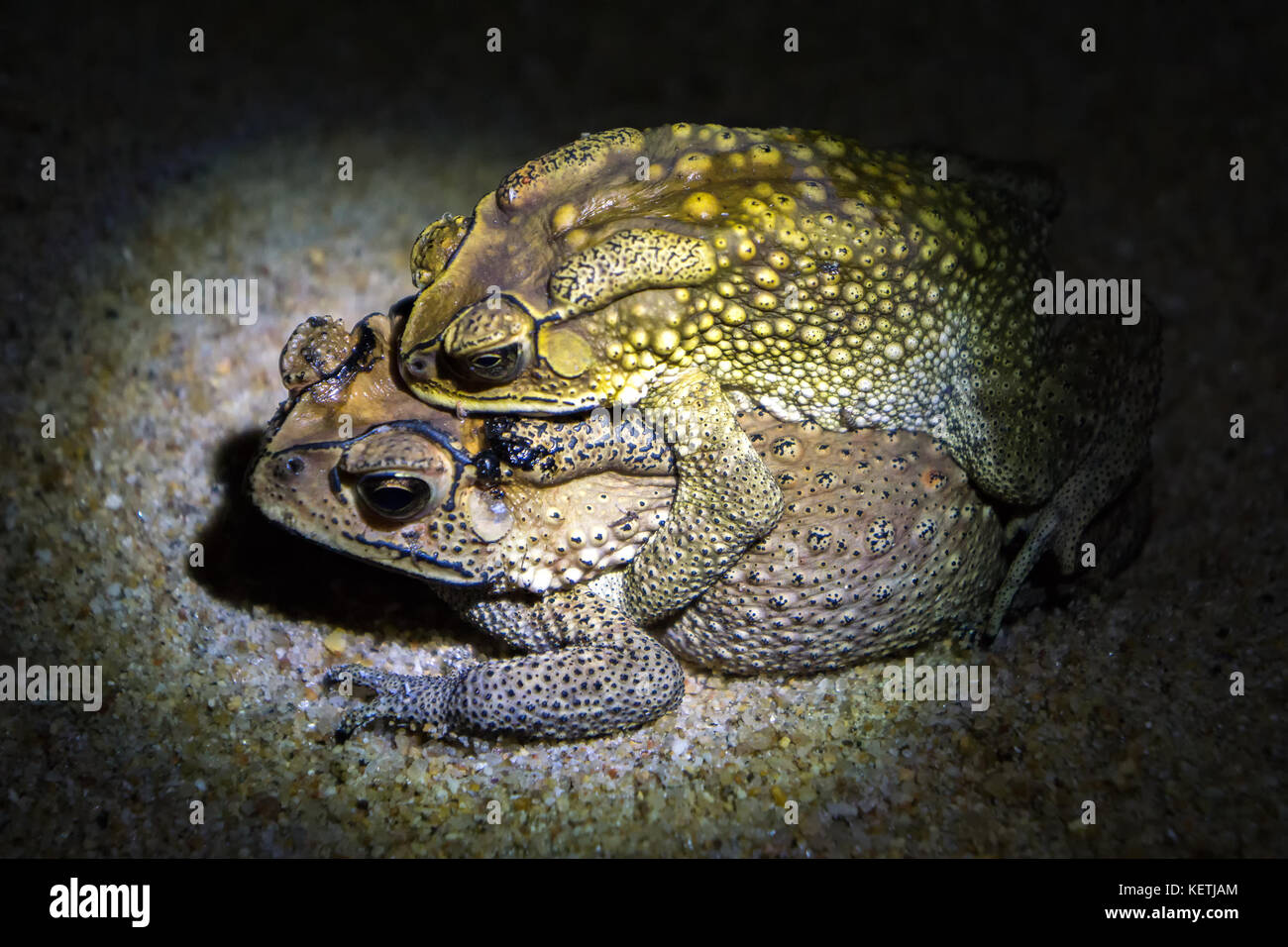 Sexualactivity hi-res stock photography and images - Alamy