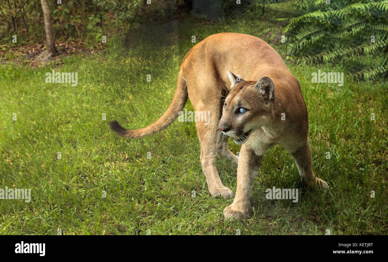 Naples, Florida, USA – October 20, 2017: Florida panther Puma concolor  coryi blinded by a shotgun in 2014 and now resides at the Naples Zoo Stock  Photo - Alamy