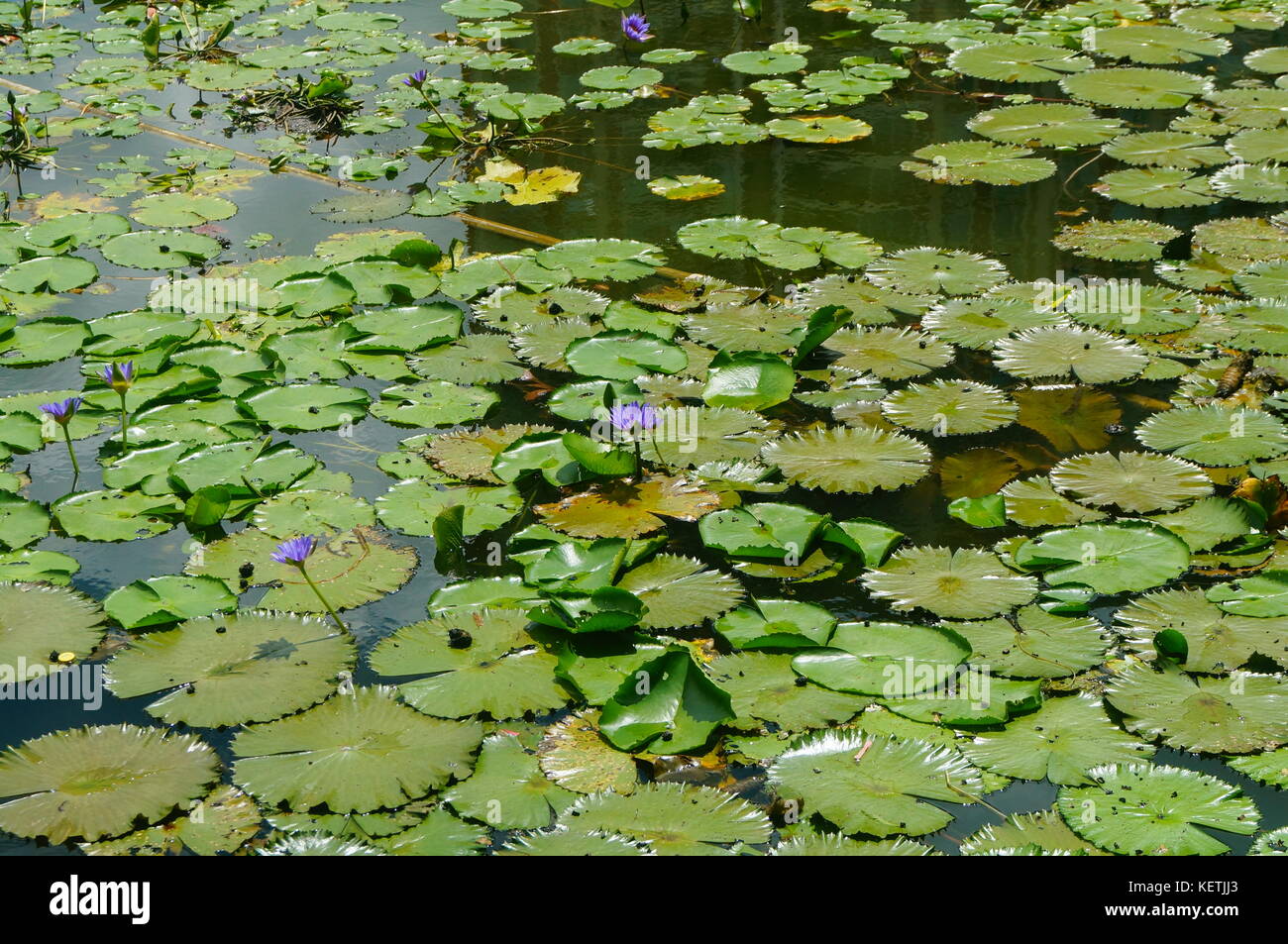 The lotus pond landscape, beautiful lotus and lotus leaf Stock Photo ...