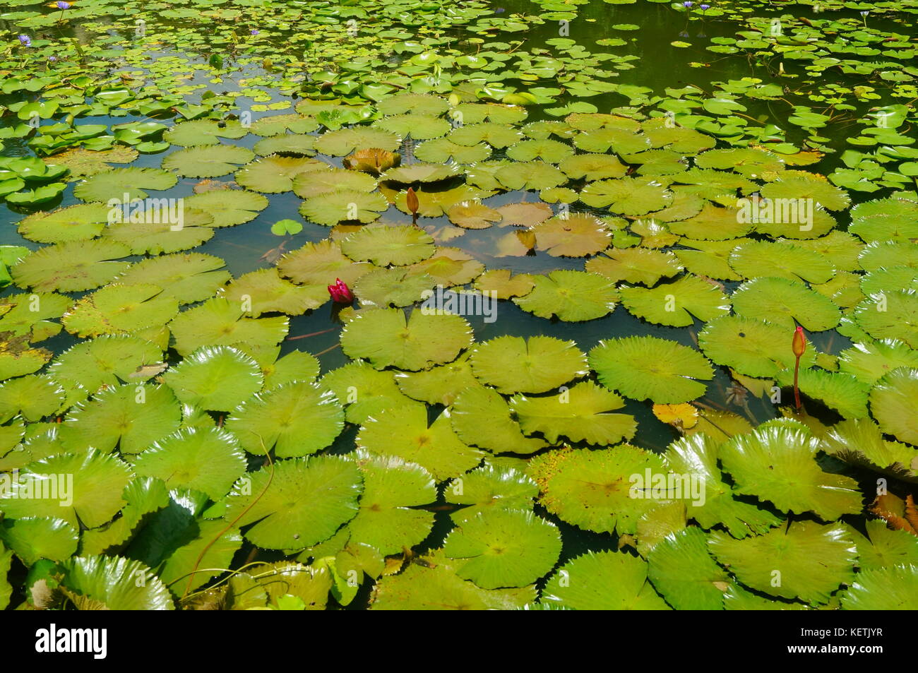 The lotus pond landscape, beautiful lotus and lotus leaf Stock Photo ...