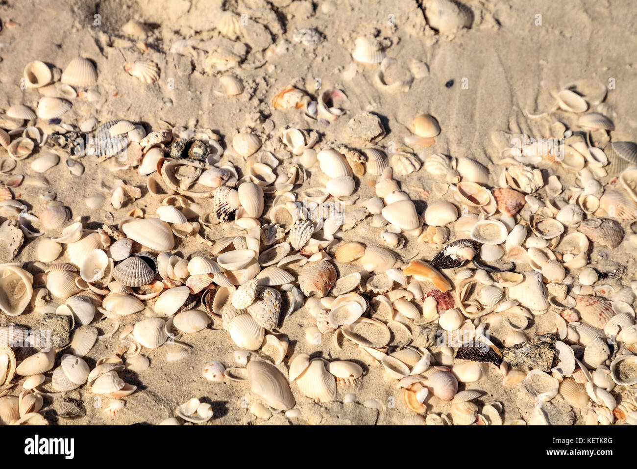 Long exposure of shells on Naples Beach, Florida as a textured ...