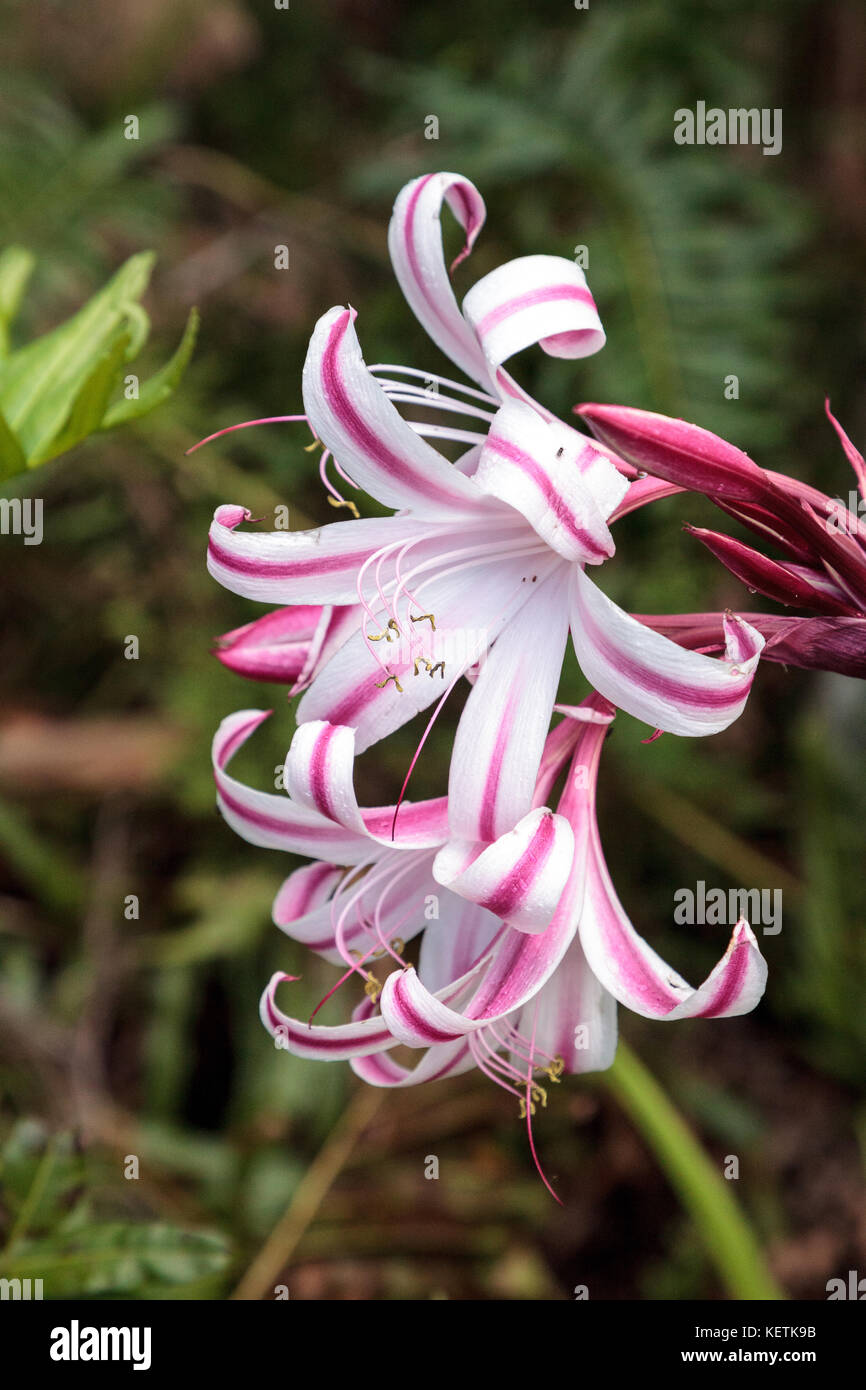 White and pink Crinum Lily, Crinium species called red flare, grows in a botanical garden in Florida Stock Photo