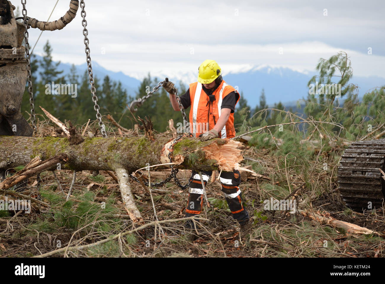 KUMARA, NEW ZEALAND, SEPTEMBER 20, 2017: A forestry worker removes the chain from a log at a logging site near Kumara, West Coast, New Zealand Stock Photo