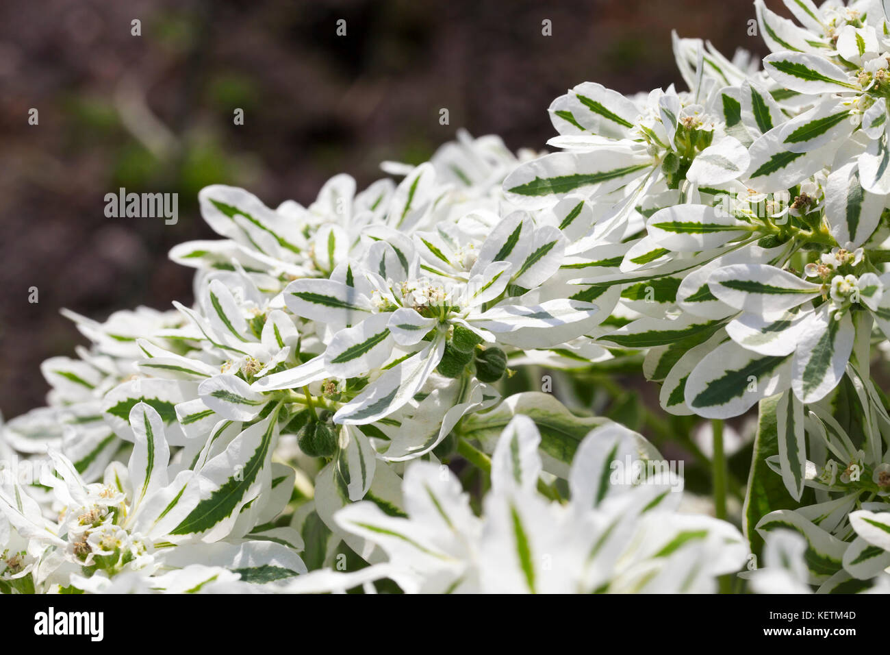 Black white flowers flourishing hi-res stock photography and images - Alamy