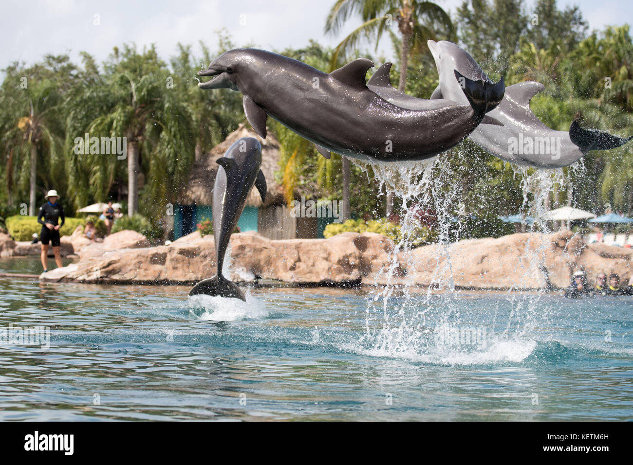 Dolphins during the Dreamflight visit to Discovery Cove in Orlando, Florida. Stock Photo