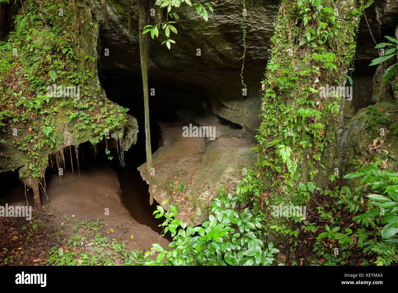 Small cave in rainforest Stock Photo Alamy
