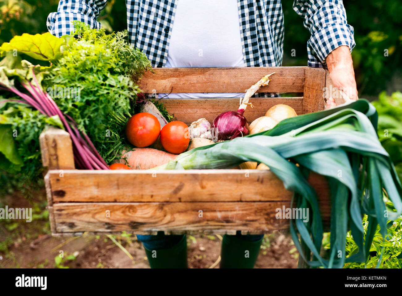 Senior man gardening in the backyard garden Stock Photo - Alamy