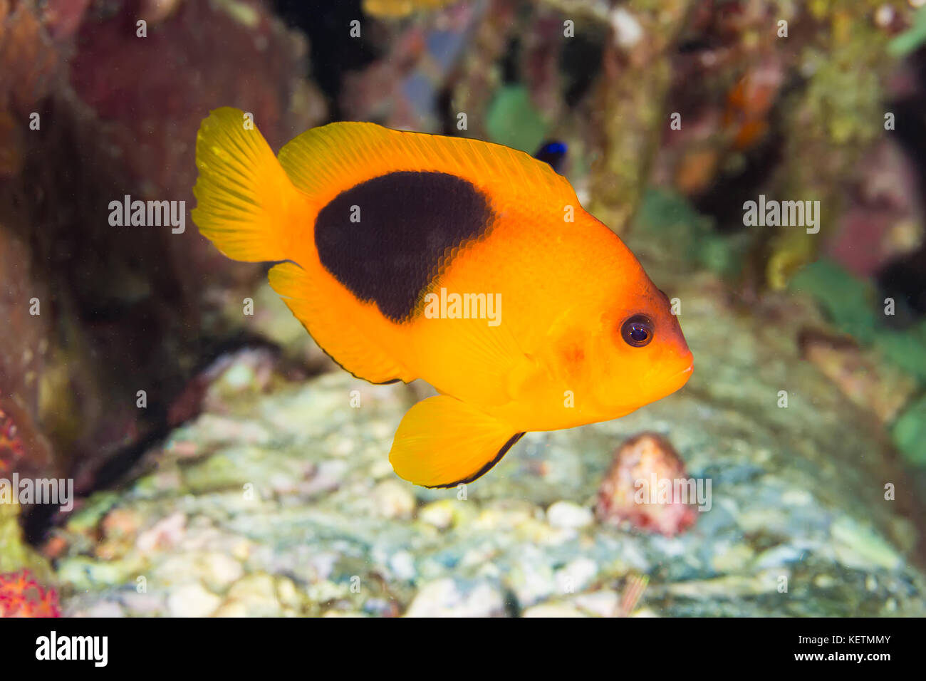 Red Saddleback Anemonefish (Amphiprion ephippium) in the coral reef Stock Photo