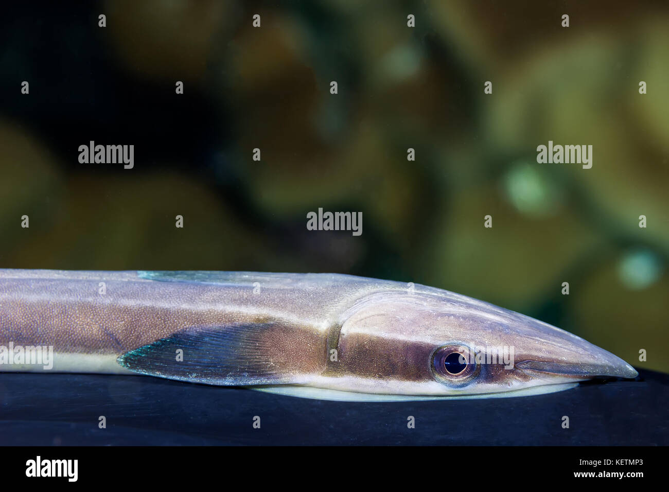 Slender Sharksucker (Echeneis naucrates) , Remora fish attach themselves to scuba diver Stock Photo