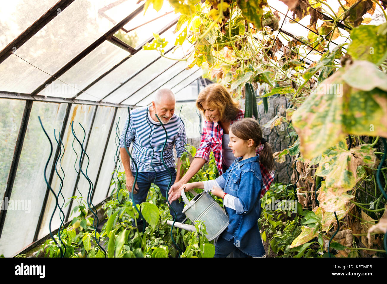 Senior couple with grandaughter gardening in the backyard garden Stock Photo