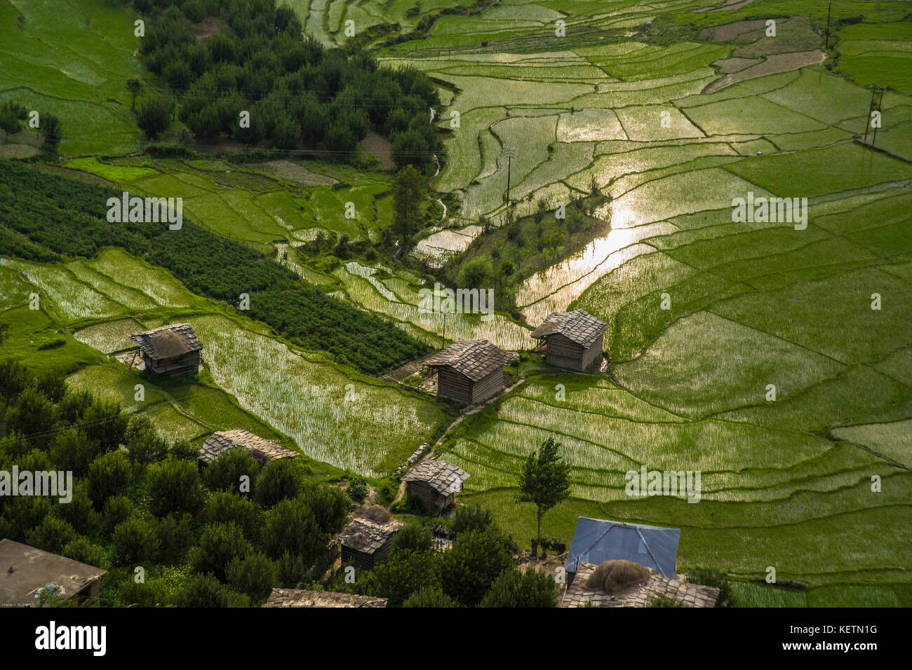 INDIA rice terrasses near Naggar Kullu valley I. Stock Photo
