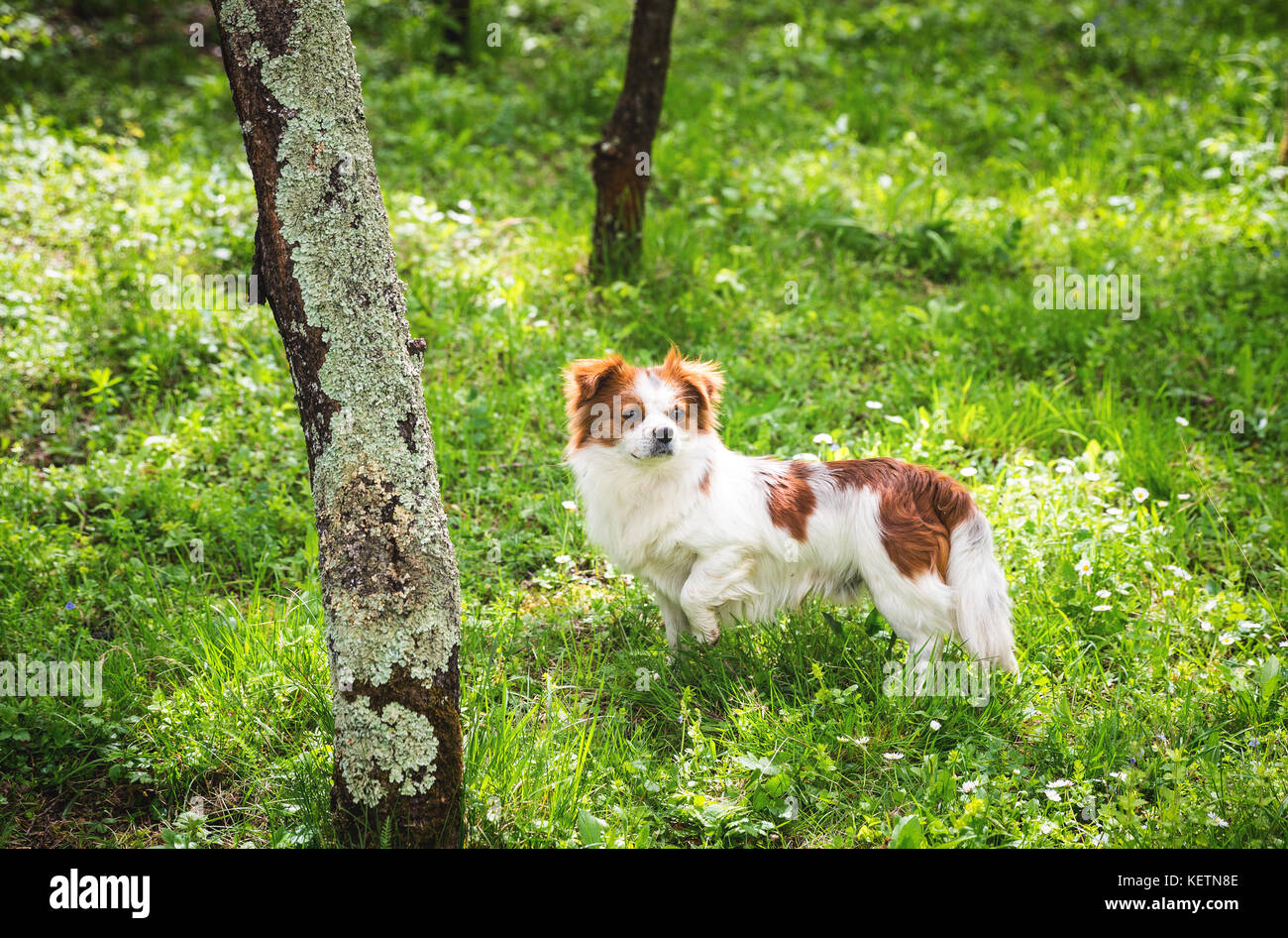 Little puppy is running happily in garden with green grass Stock Photo ...