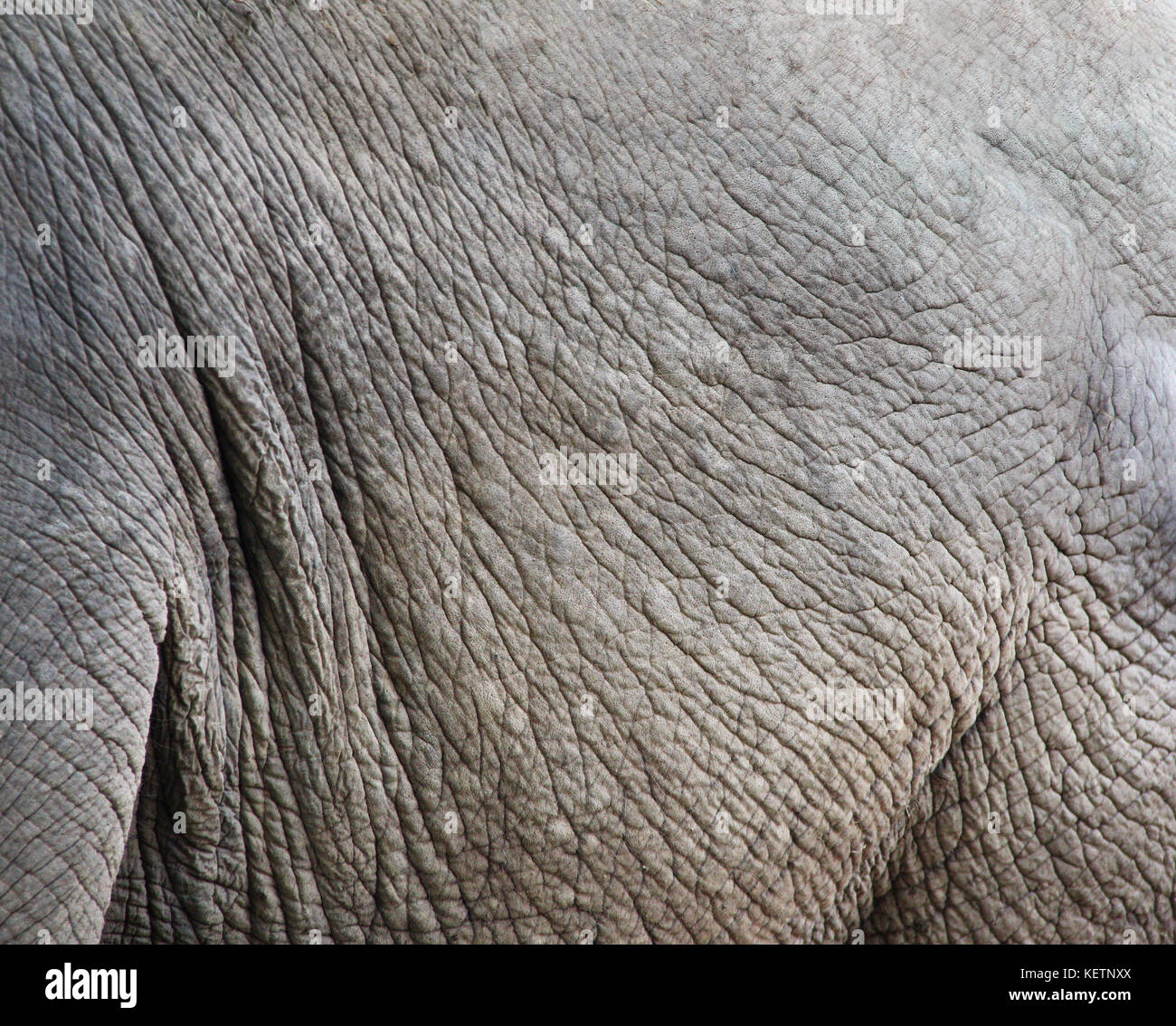 Texture of elephant skin (Elephas maximus). Closeup photo Stock Photo