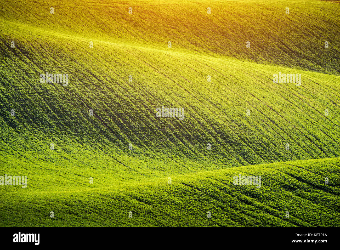 Endless Green Fields, Rolling Hills, Tractor Tracks, Spring Landscape ...