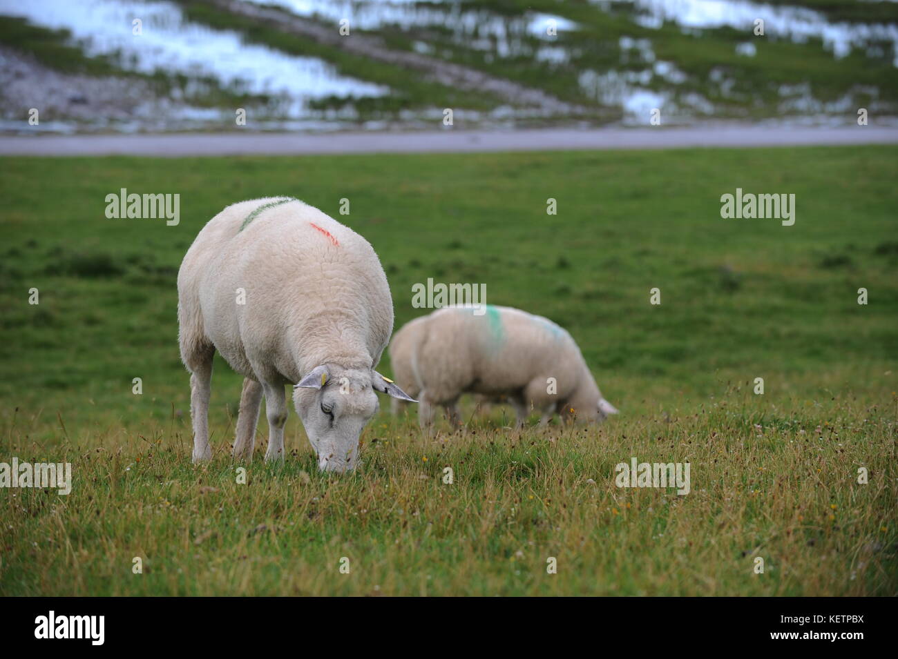 sheep on a dike Stock Photo
