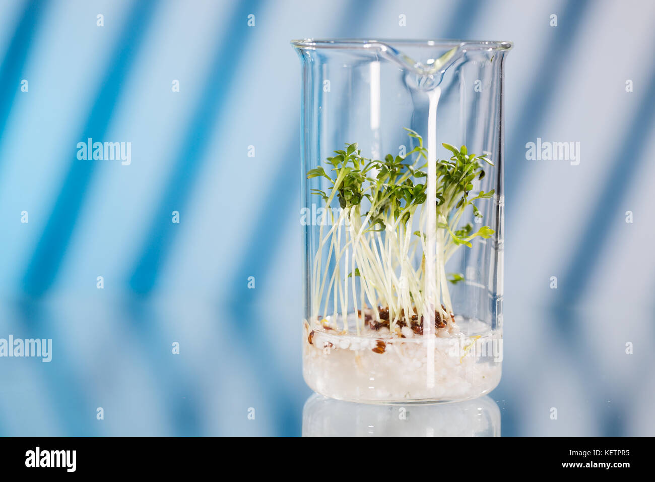 Shoots Lab Flask Plant shoots in the pharmaceutical research laboratory Stock Photo - Alamy