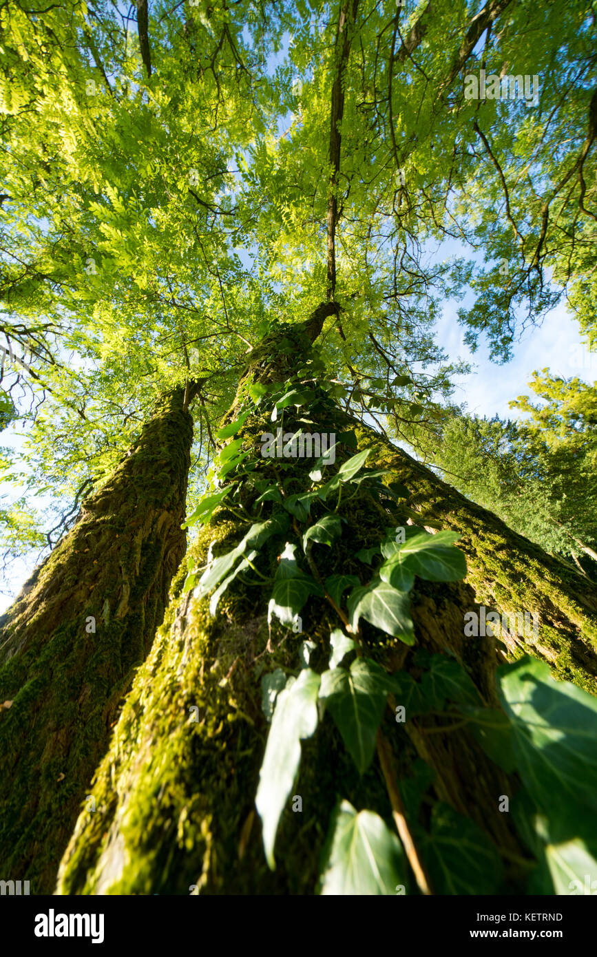 A view of the top through tree trunks with leaves Stock Photo Alamy