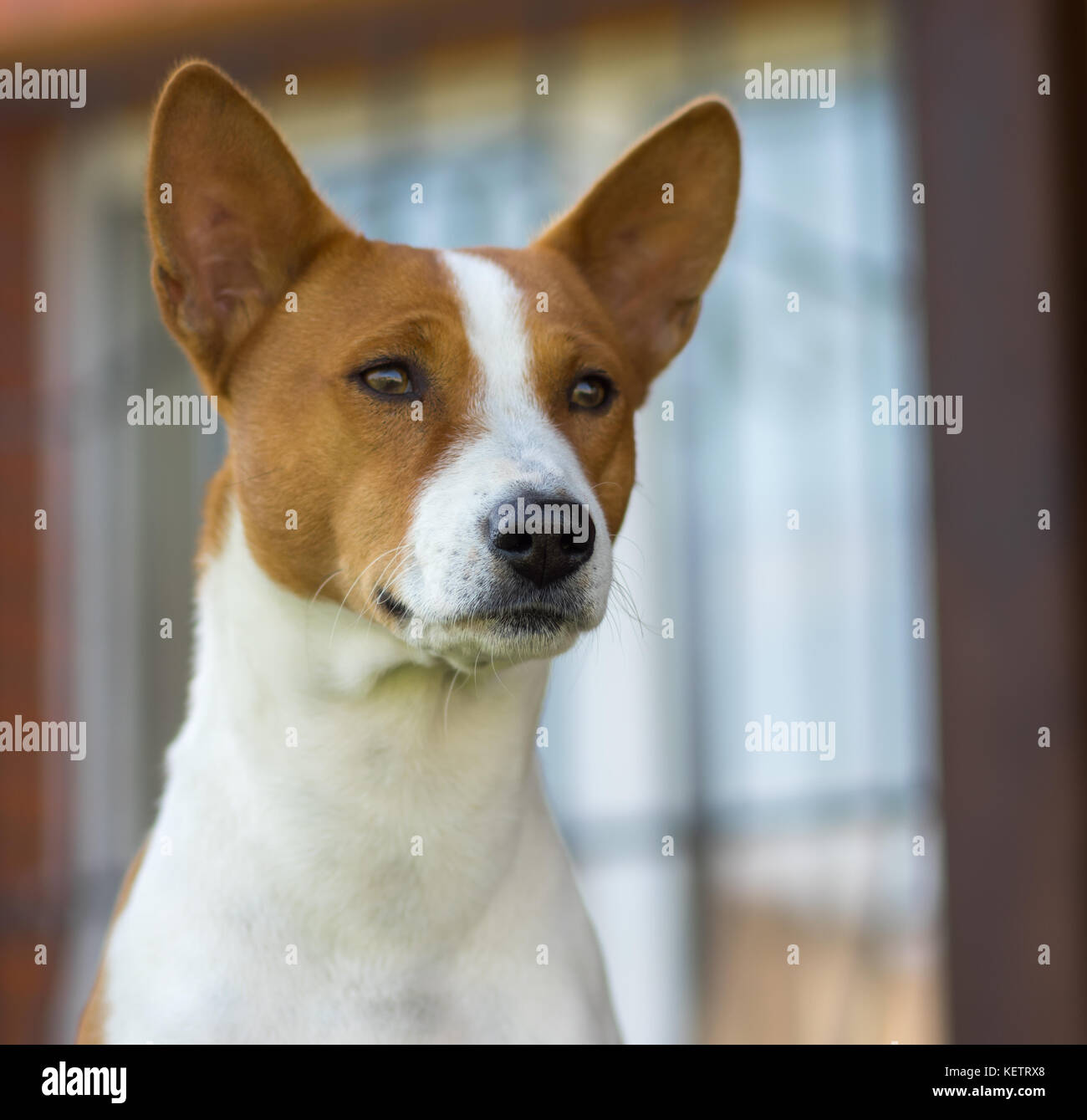 Outdoor portrait of royal basenji dog closely watching Stock Photo - Alamy