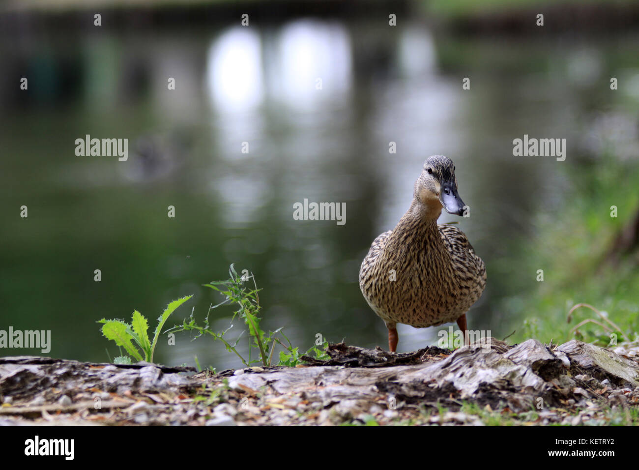 Funny duck hi-res stock photography and images - Alamy