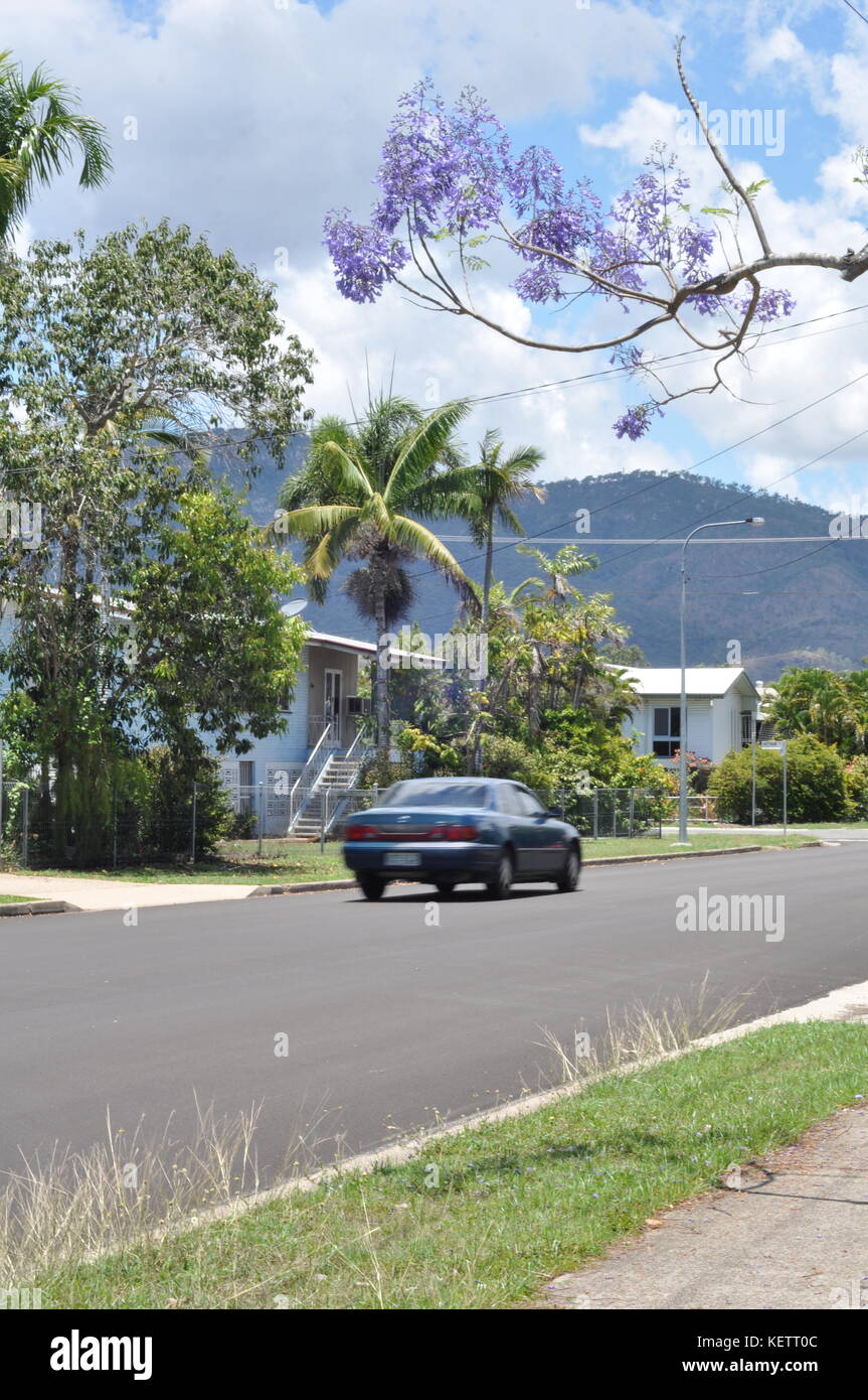 Jacaranda (Jacaranda mimosifolia) Flowers, Townsville, Queensland