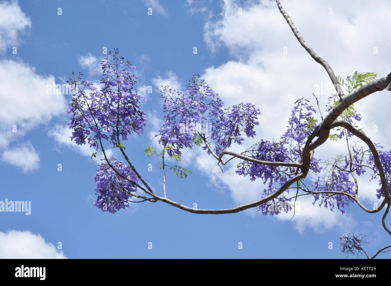 Jacaranda (Jacaranda mimosifolia) Flowers, Townsville, Queensland