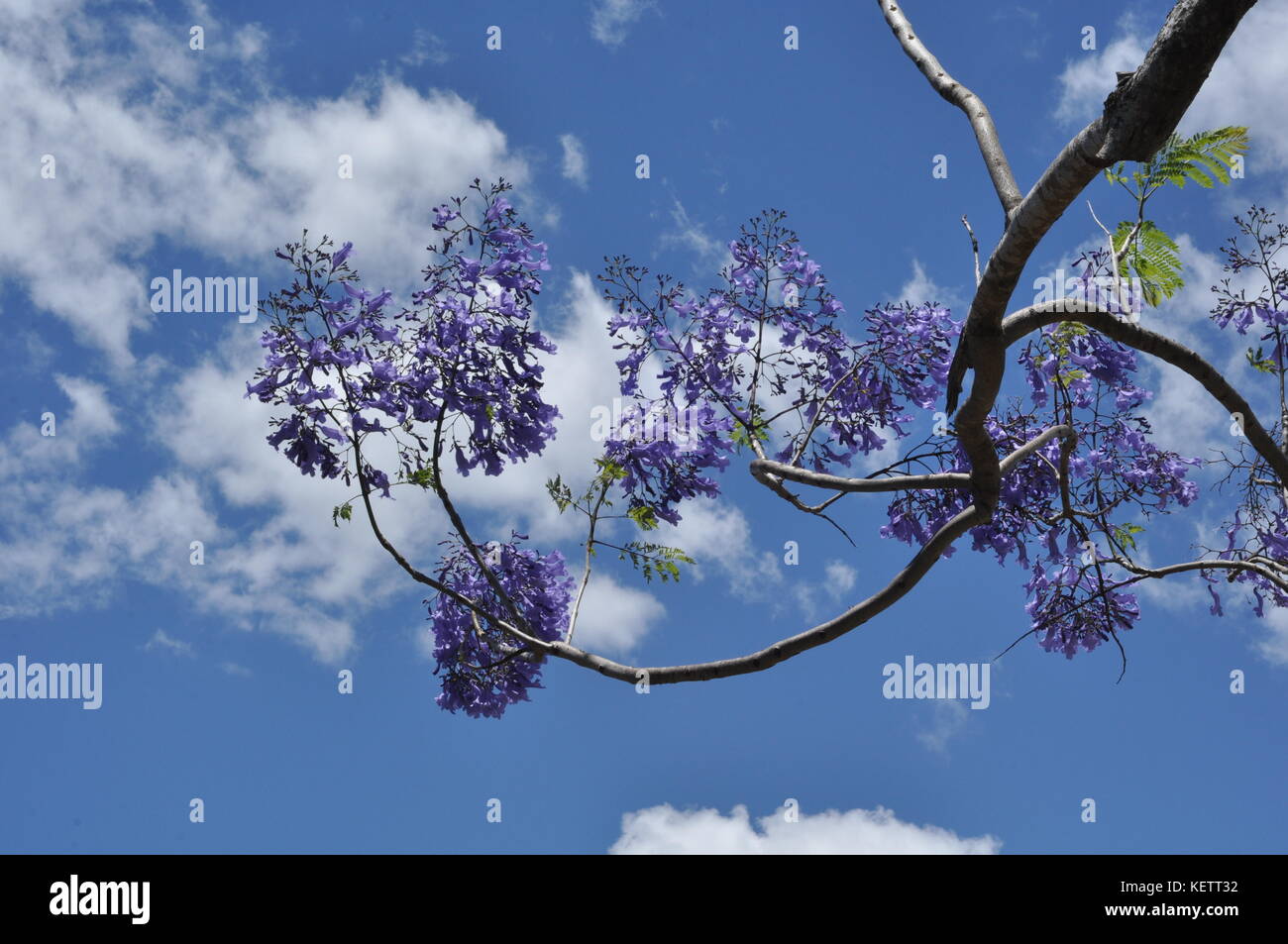 Jacaranda (Jacaranda mimosifolia) Flowers, Townsville, Queensland