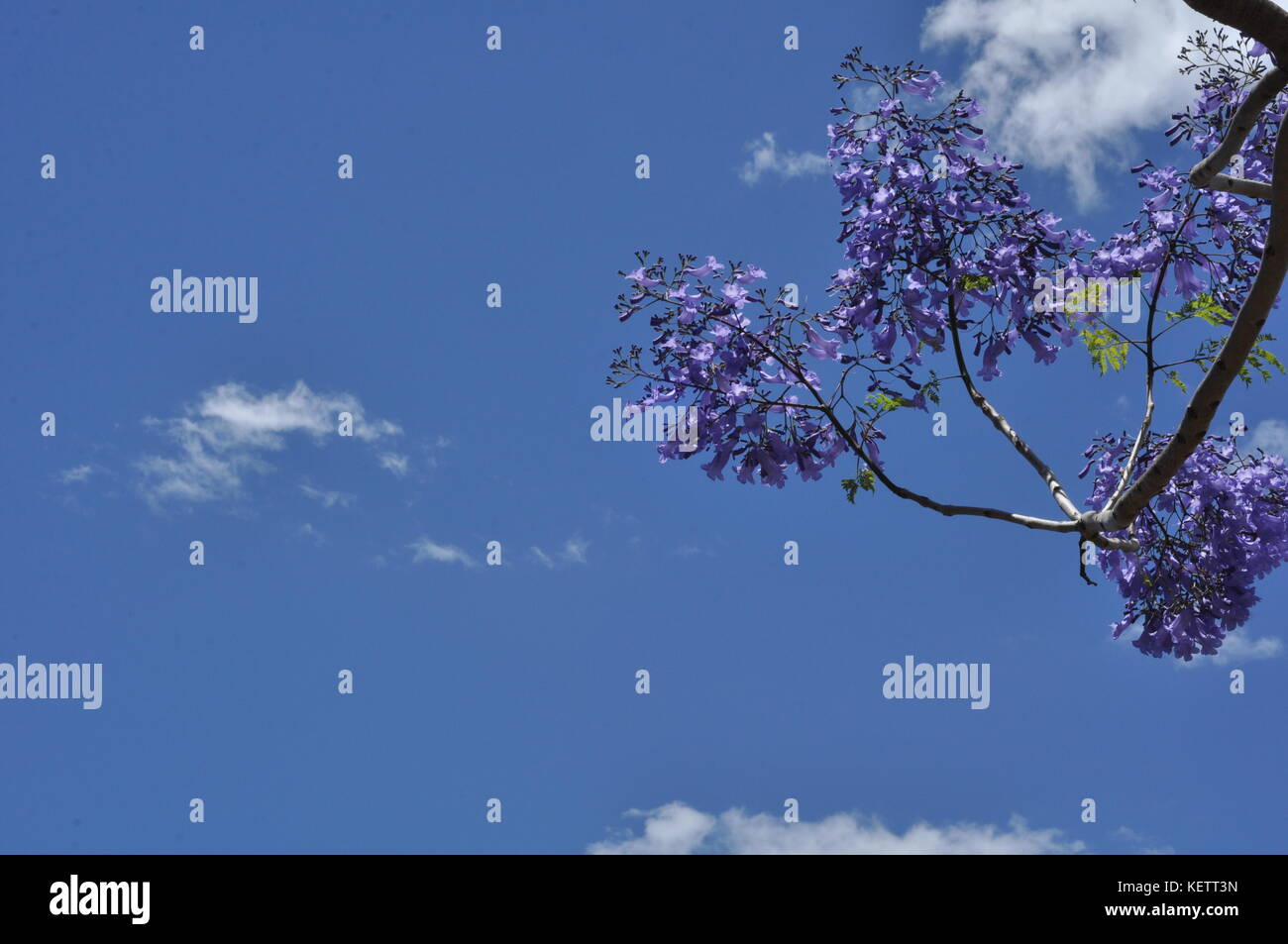 Jacaranda (Jacaranda mimosifolia) Flowers, Townsville, Queensland