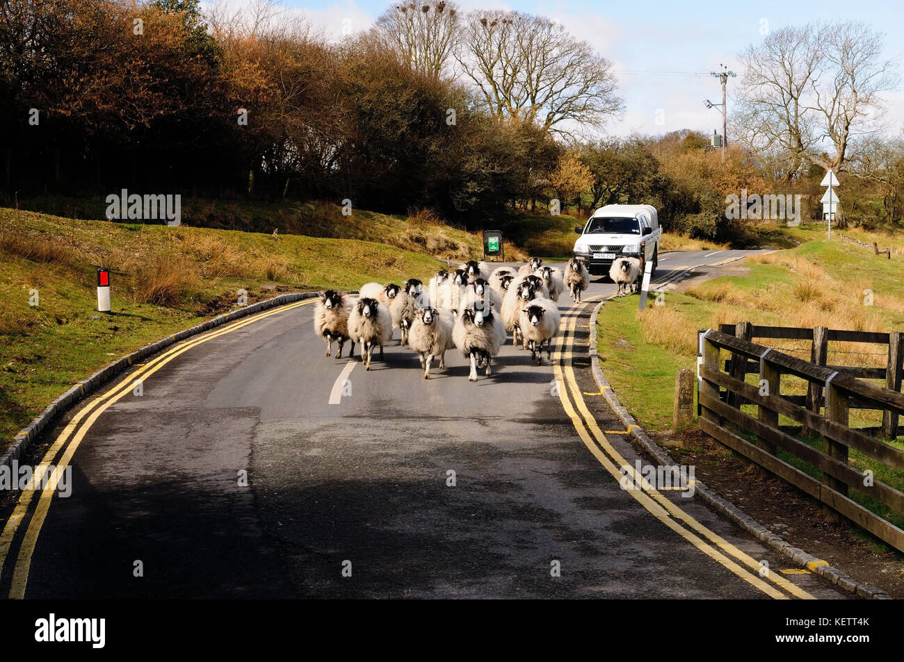 A flock of sheep being driven along the village road Stock Photo - Alamy