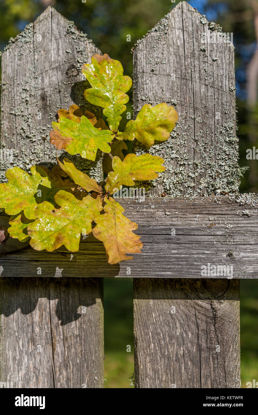 Old wooden fence flowers hi-res stock photography and images - Alamy