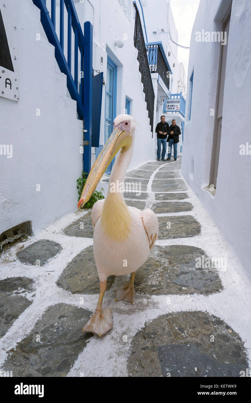 Pelican Petro (Pelecanus onocrotalus) tourist attraction at Mykonos