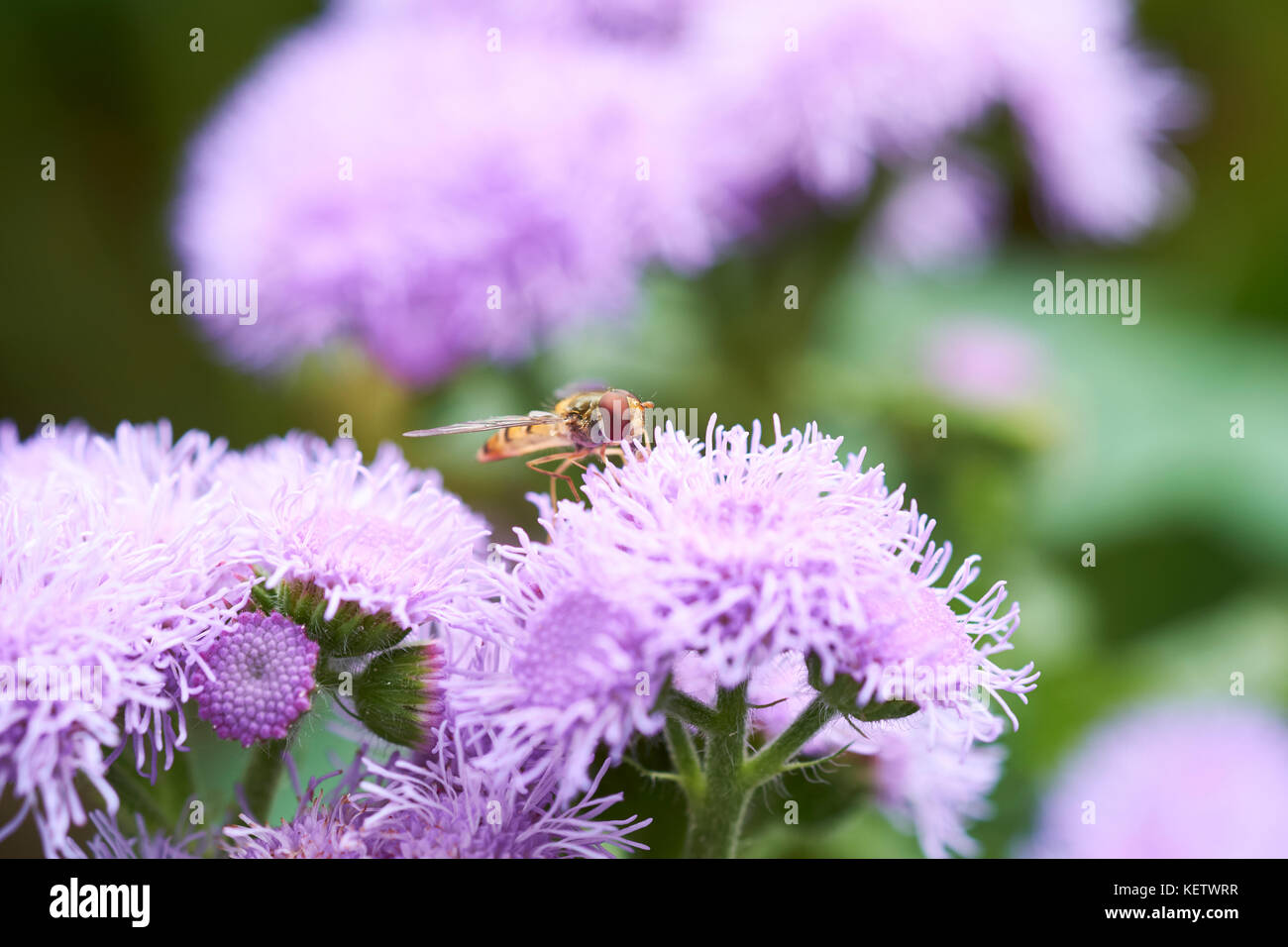 Common Hover-fly (Syrphus ribesii) feed on nectar from the summer purple flowers of an Ageratum (A. houstonianum Diamond Blue F1) garden plant, UK. Stock Photo