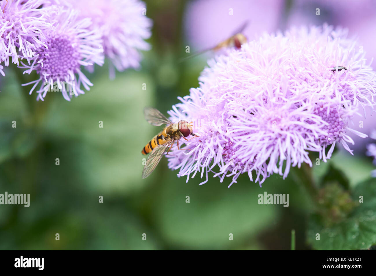 Common Hover-fly (Syrphus ribesii) feed on nectar from the summer purple flowers of an Ageratum (A. houstonianum Diamond Blue F1) garden plant, UK. Stock Photo