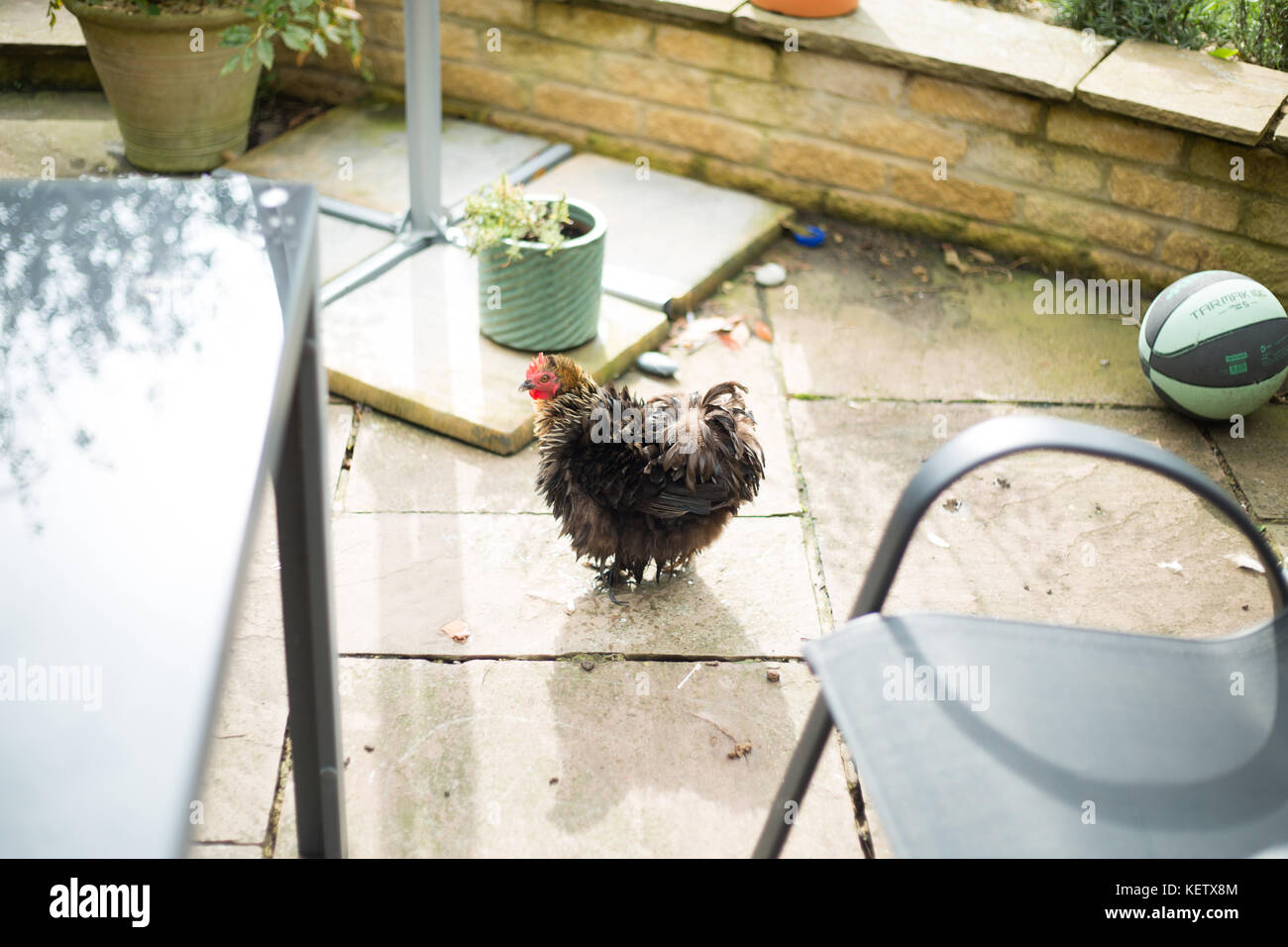 Pet Bantam chickens in back garden Stock Photo Alamy