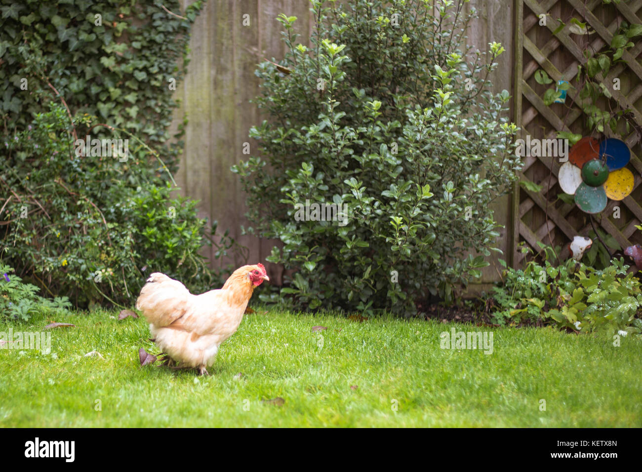Pet Bantam chickens in back garden Stock Photo