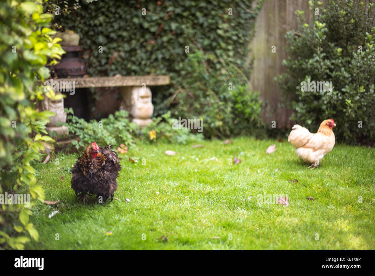 Pet Bantam chickens in back garden Stock Photo