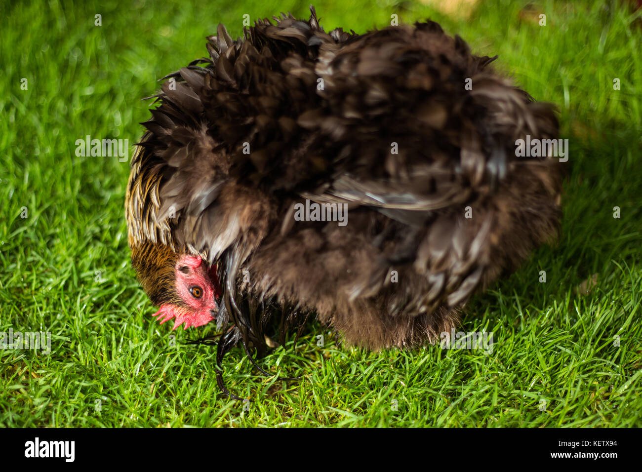 Pet Bantam chickens in back garden Stock Photo Alamy