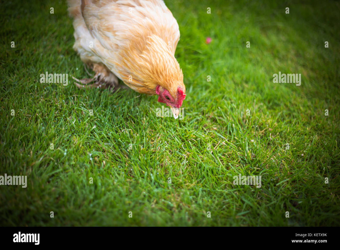 Pet Bantam chickens in back garden Stock Photo Alamy