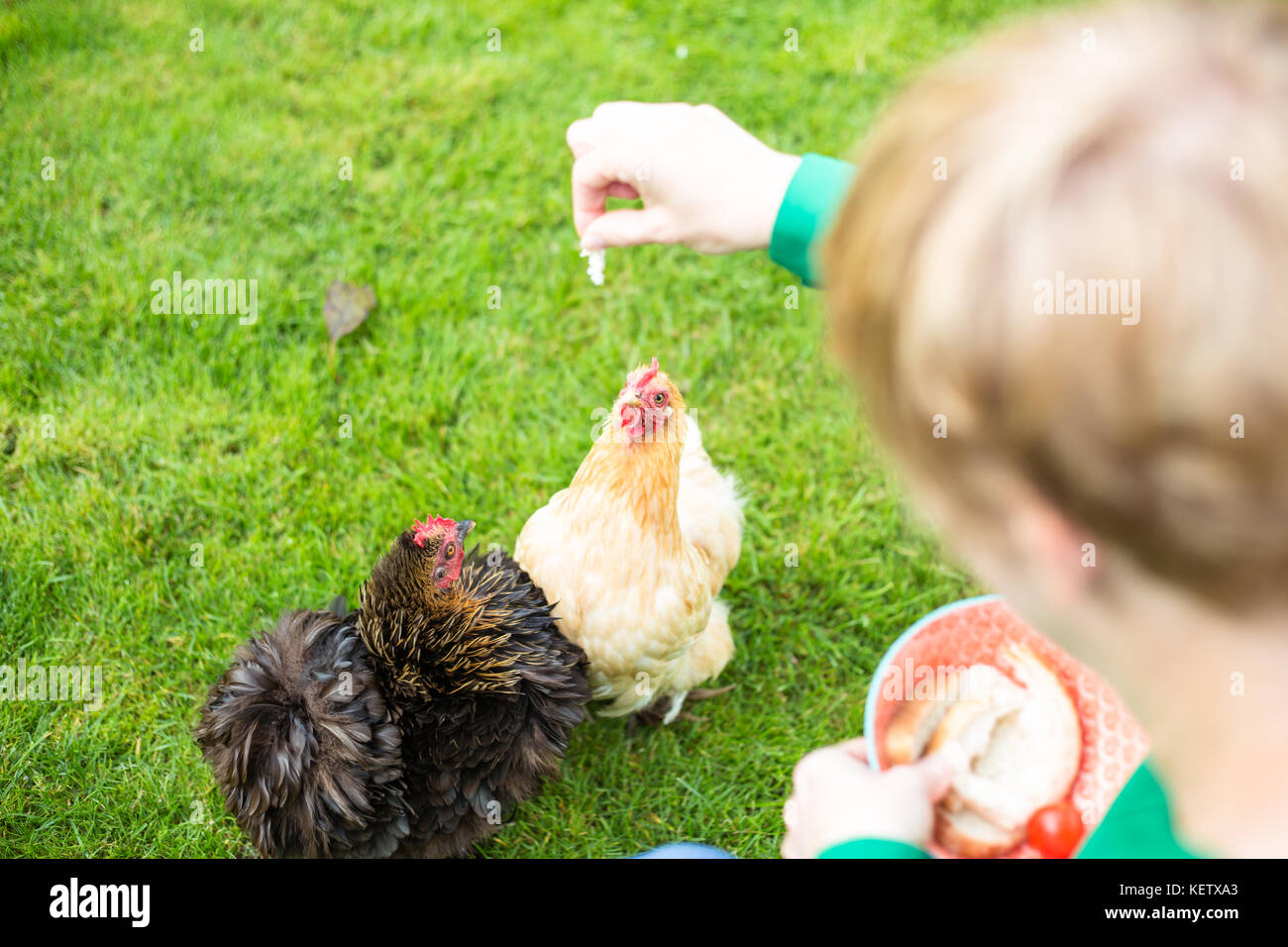 Lady feeding her bantam chicken pets Stock Photo