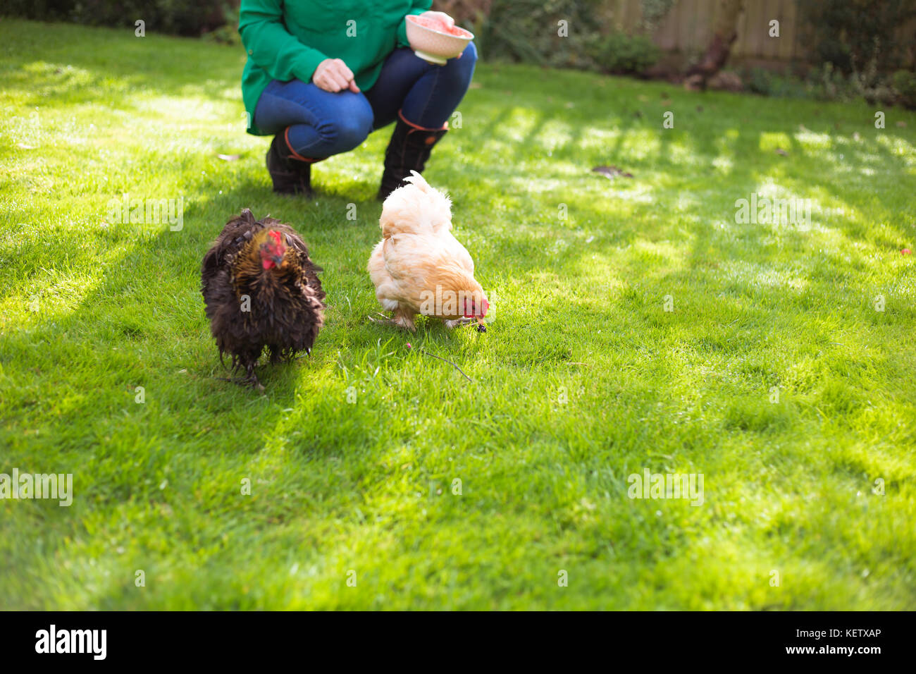 Lady feeding her bantam chicken pets Stock Photo