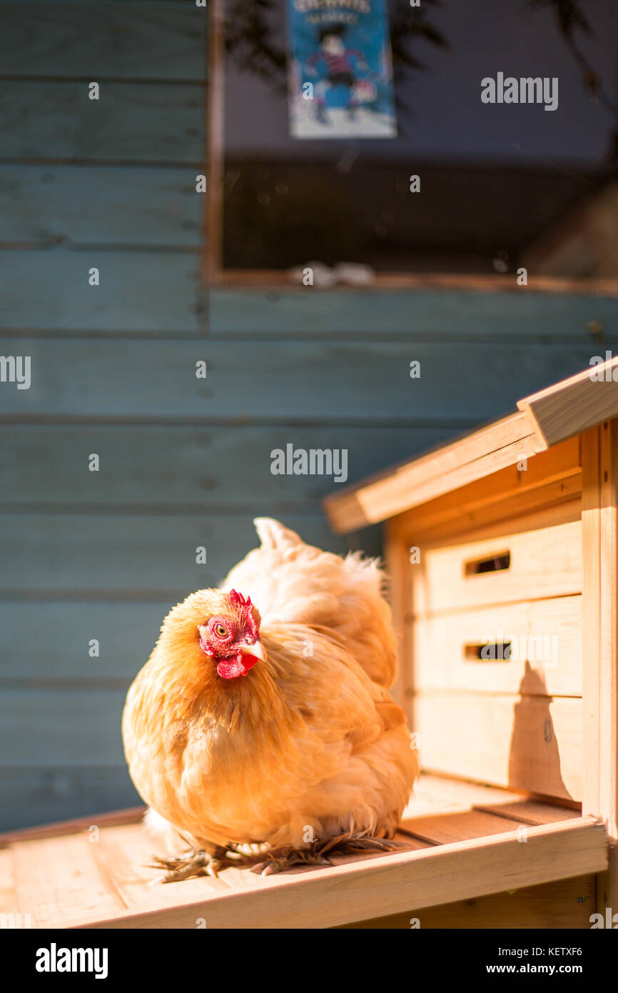 Pet Bantam chickens in back garden Stock Photo Alamy