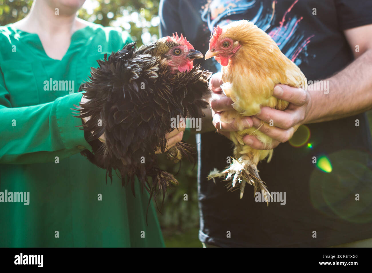 Young couple with their bantam chicken pets Stock Photo