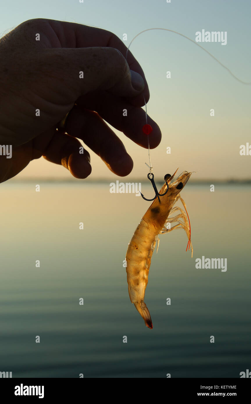 A live shrimp used for fishing for redfish and speckled trout near Port Aransas Texas Stock Photo