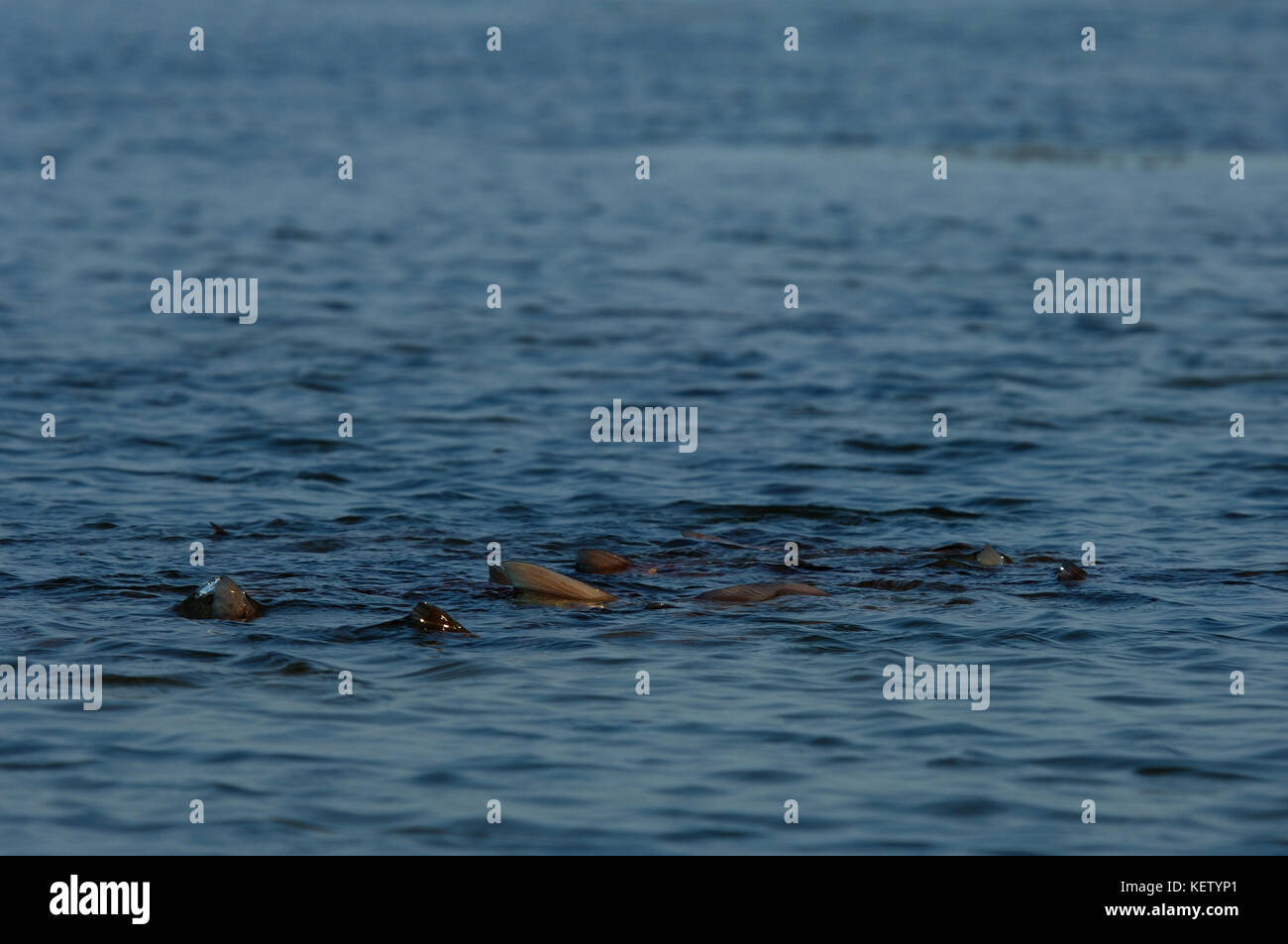 A school of redfish or red drum tailing and feeding on the shallow flats near Port Aransas Texas Stock Photo