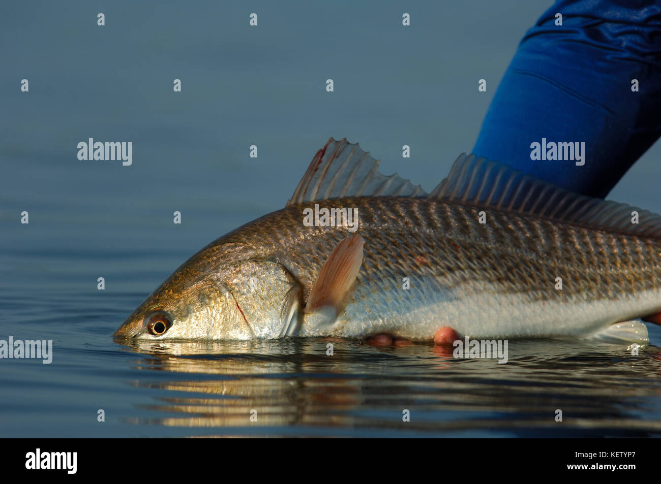A red fish or red drum caught while fly fishing the shallow flats near Port Aransas, Texas Stock Photo