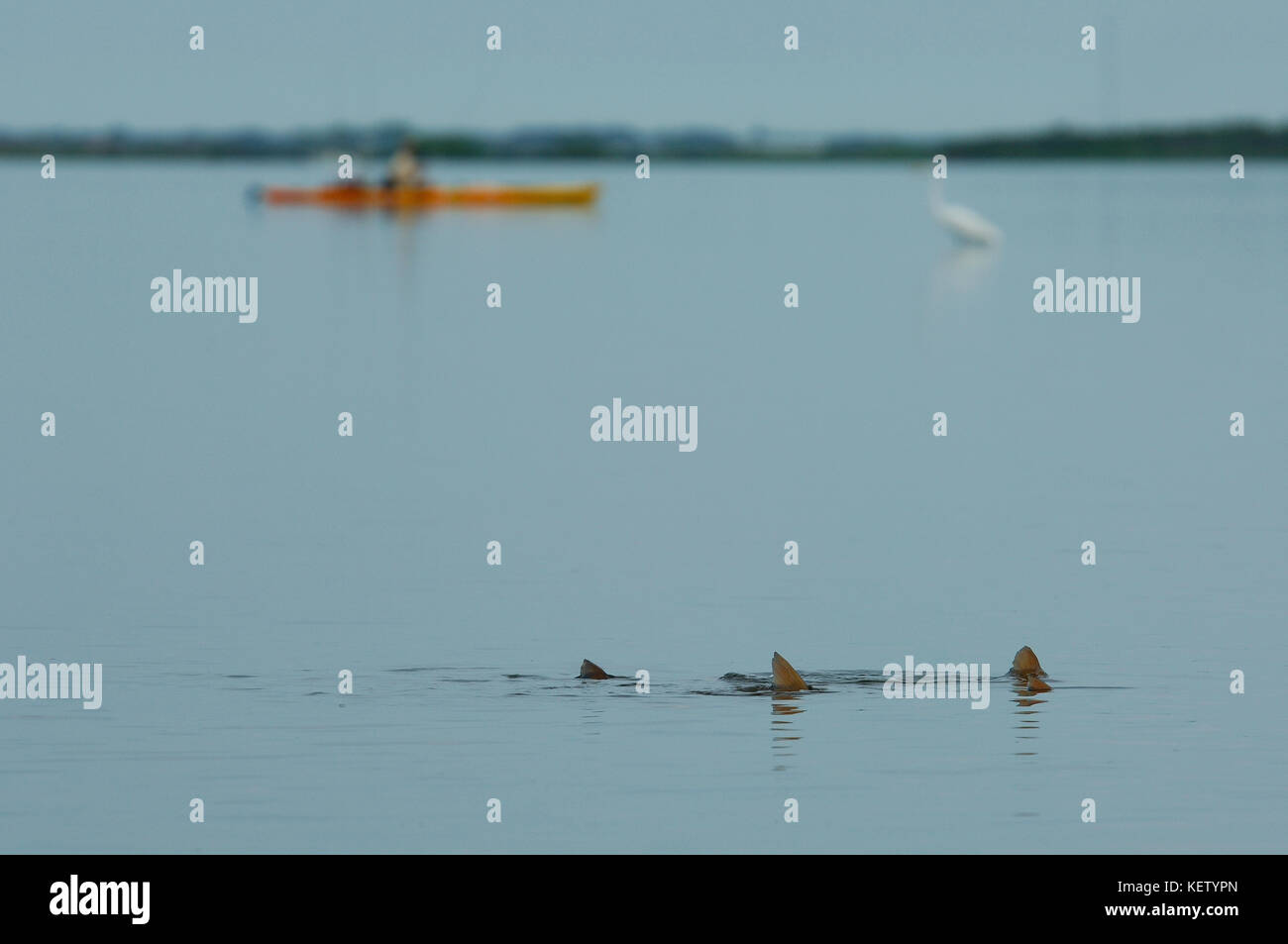 A fly fisherman fishing for tailing redfish or red drum from a kayak on the shallow flats near Port Aransas, Texas Stock Photo