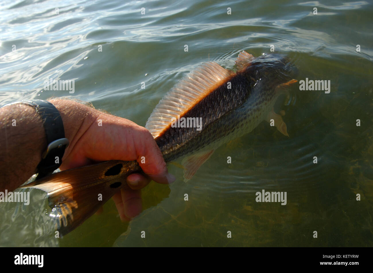 A red fish or red drum caught while fly fishing the shallow flats near Port Aransas, Texas Stock Photo