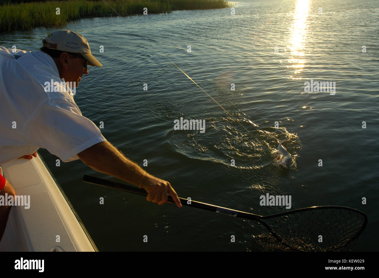 A fisherman netting a redfish or red drum while fishing the bay near Port Aransas Texas Stock Photo