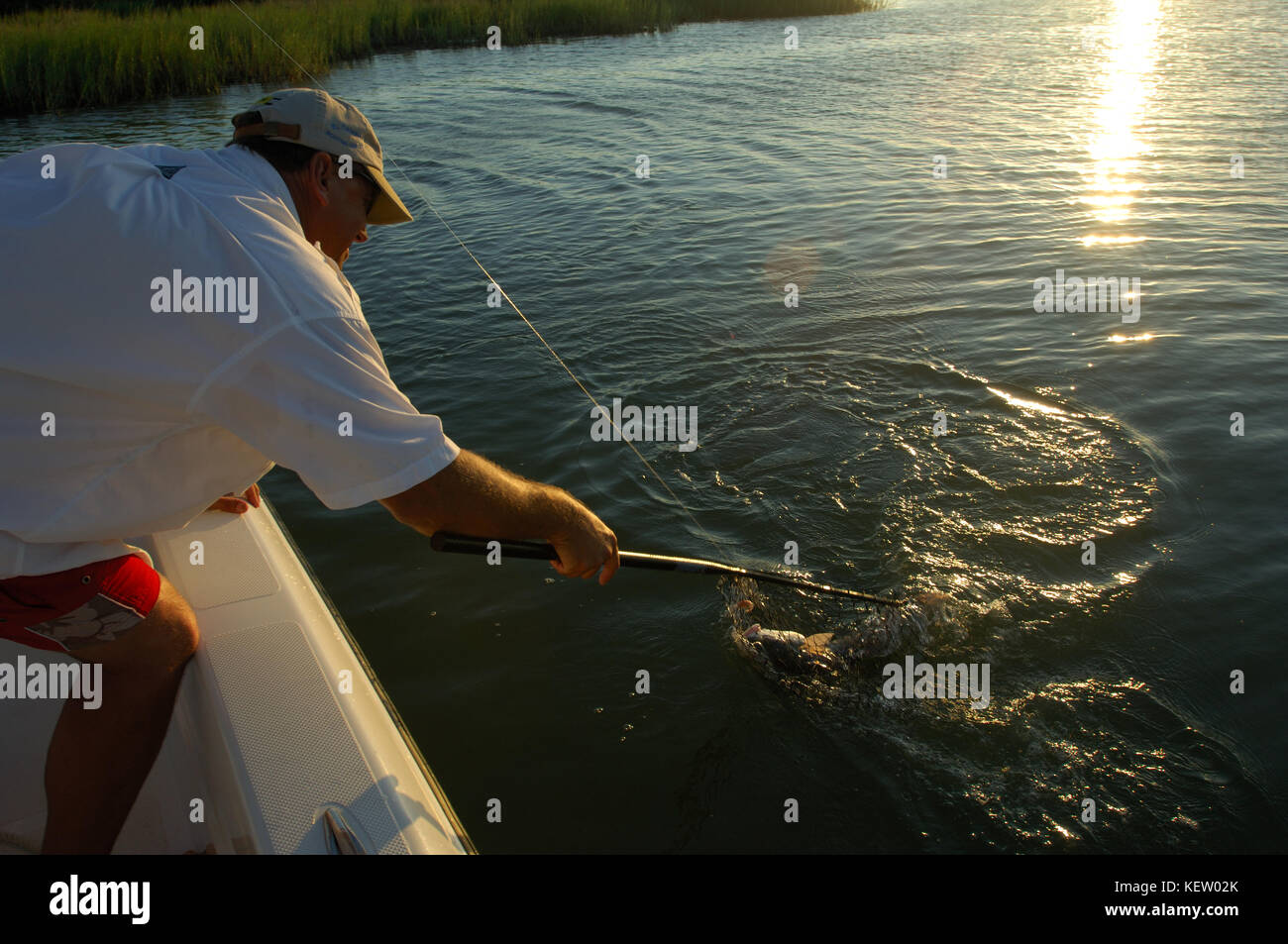 A fisherman netting a redfish or red drum while fishing the bay near Port Aransas Texas Stock Photo